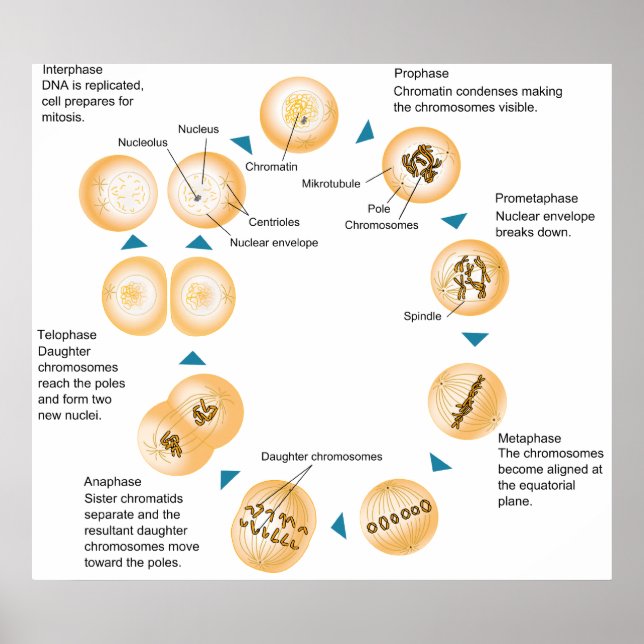 Schematische Darstellung der Zellmitose Poster (Vorne)