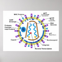 Schematische Darstellung eines HIV-Virion-Diagramm