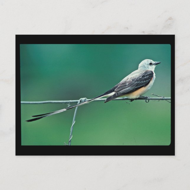 Schere Postkarte (Vorderseite)