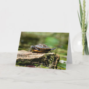 Scheue Schildkröte Geburtstagskarte, 5x7 Karte