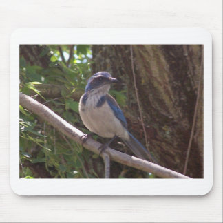 Scheuern Sie Jay Mousepad