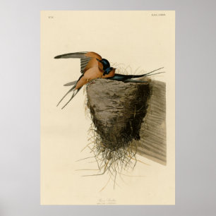 Scheunen-Schwalbe Poster
