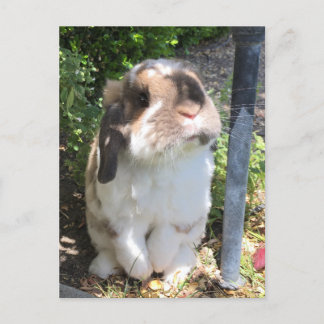 Schicken Sie jemandem etwas Wut mit diesem kleinen Ankündigungspostkarte