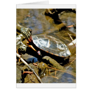 Schieber-Schildkröte