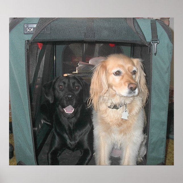 Schiefer und Sasha Poster (Vorne)