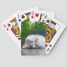 Schielaugenkatze