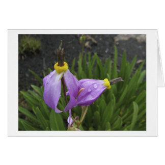 Schießen-Stern-Blumen