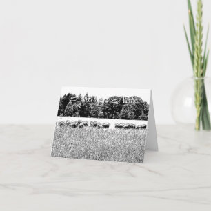 SCHIFFFIELD FOTO ANIMAL NOTE CARD