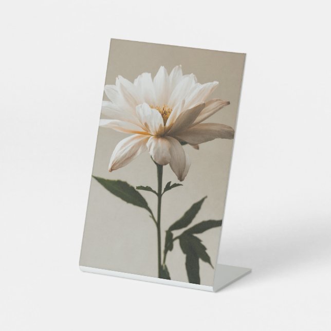 Schild (Vorderseite)