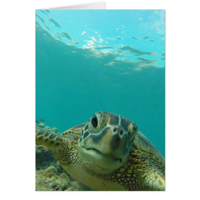 Schildkröte (Vorne)