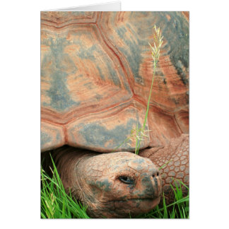 Schildkröte