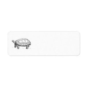Schildkröte