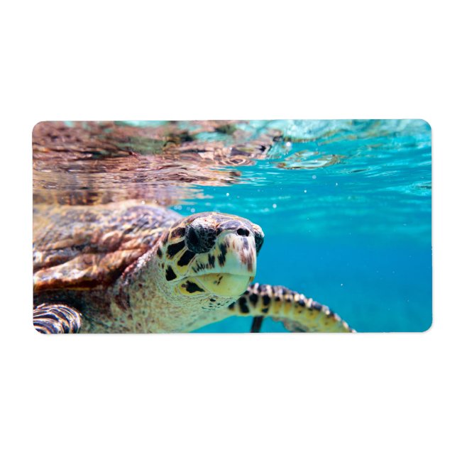 Schildkröte (Vorne)