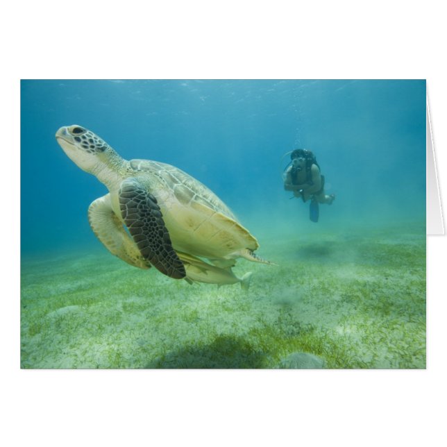 Schildkröte (Vorderseite (Horizontal))