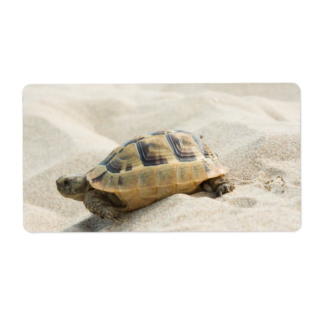 Schildkröte (Vorne)