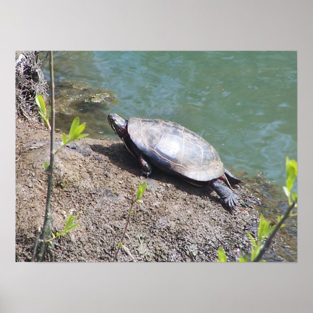 Schildkröte2 Poster (Vorne)