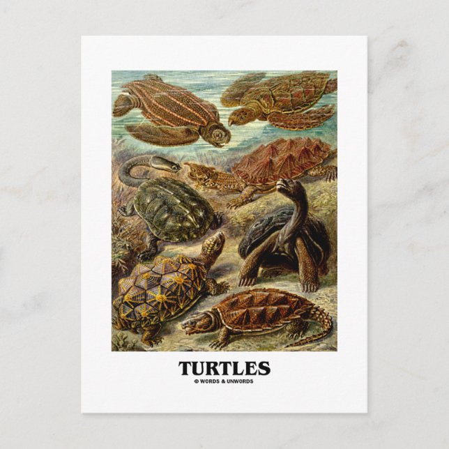 Schildkröte (7 verschiedene Schildkrötenkunst) Postkarte (Vorderseite)