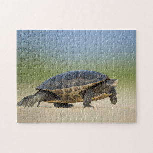 Schildkröte / Amphibie / Reptil Nahaufnahme-Foto-P Puzzle