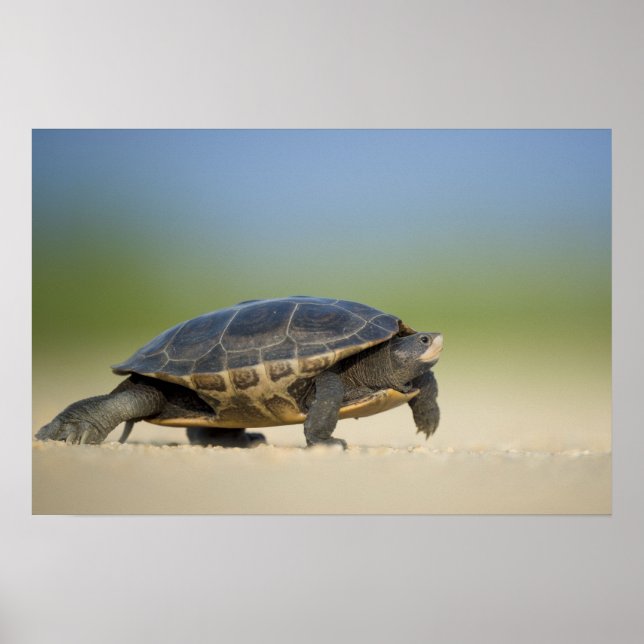 Schildkröte/Amphibien-Nah-Up-Foto-Poster Poster (Vorne)