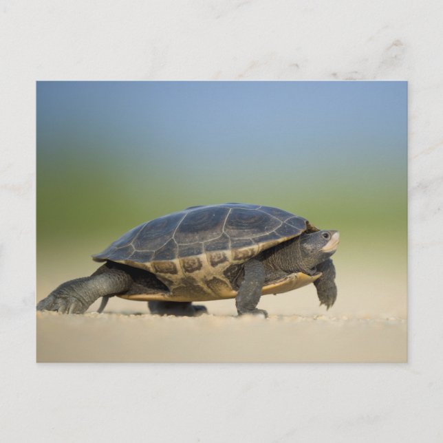 Schildkröte / Amphibien / Reptilienverschluss Post Postkarte (Vorderseite)