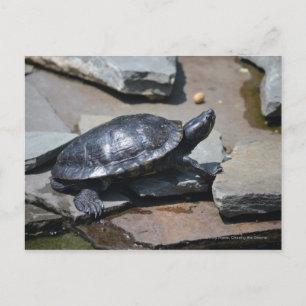Schildkröte auf den Felsen Postkarte