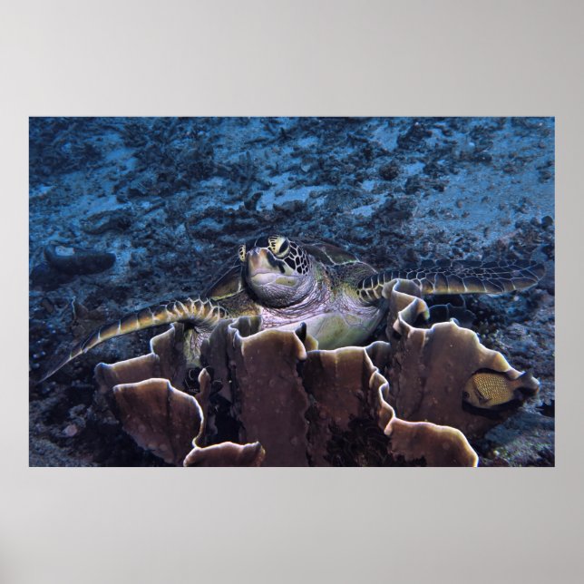 Schildkröte auf der Koralle Poster (Vorne)