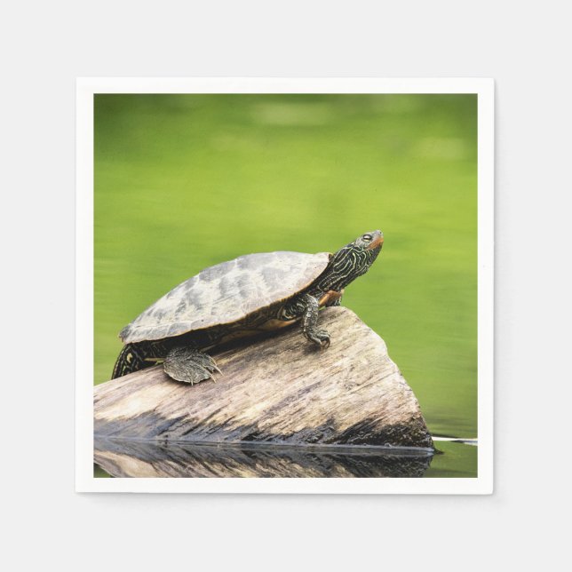 Schildkröte auf einem Stein Serviette (Vorderseite)