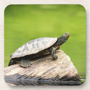 Schildkröte auf einem Stein Untersetzer