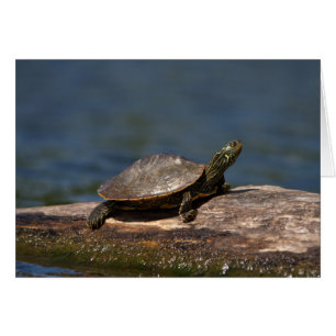 Schildkröte auf einem Zweig