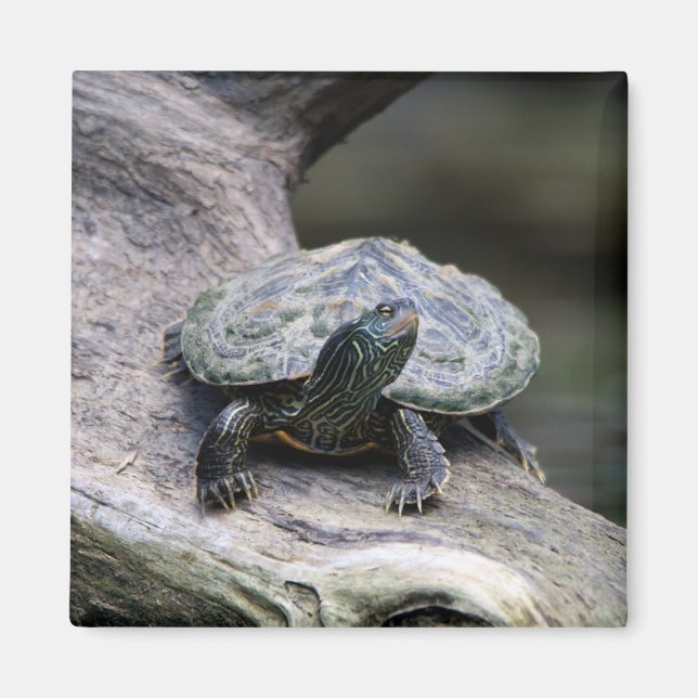 Schildkröte auf einem Zweig Magnet (Vorne)