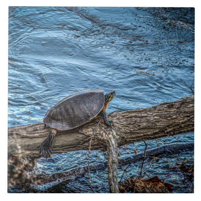 Schildkröte auf einer Klotz-Fliese Fliese (Vorderseite)