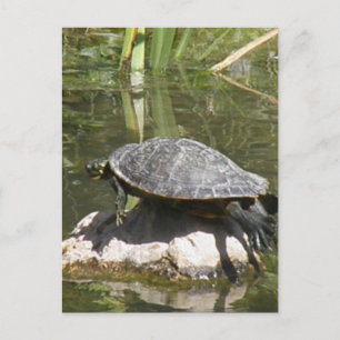 Schildkröte auf einer roten Postkarte
