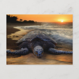 Schildkröte bei Sunset Postkarte