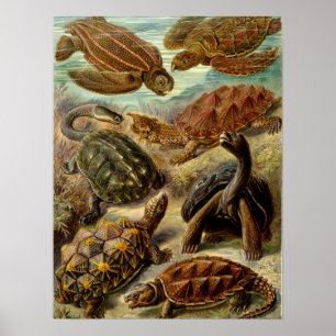 Schildkröte (Chelonia) von Haeckel Poster