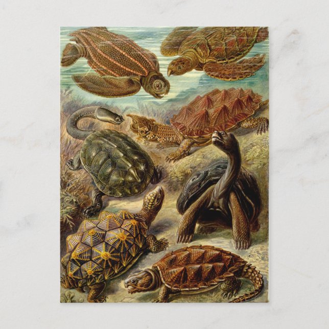 Schildkröte (Chelonia) von Haeckel Postkarte (Vorderseite)