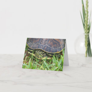 Schildkröte, die aus der Muschel auf Blanko pinkel