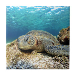 Schildkröte entspannt sich unter Wasser im tropisc Fliese