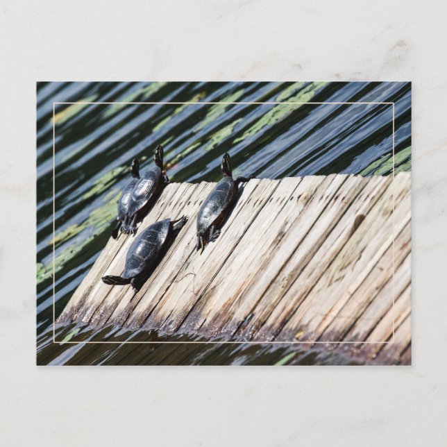 Schildkröte-Erholung Postkarte (Vorderseite)