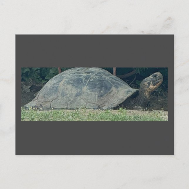 Schildkröte Foto Postkarte (Vorderseite)