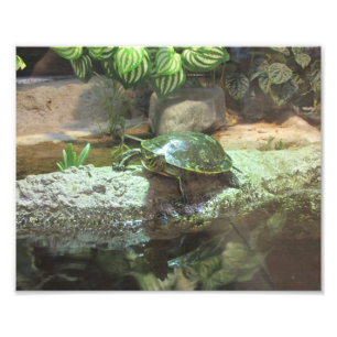 Schildkröte Fotodruck