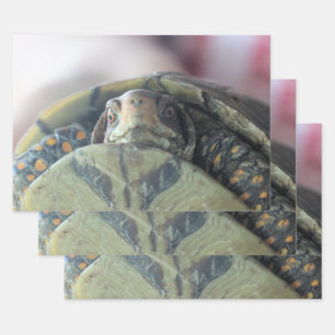 Schildkröte Geschenkpapier Set