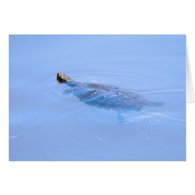 Schildkröte im Teich (Vorderseite (Horizontal))