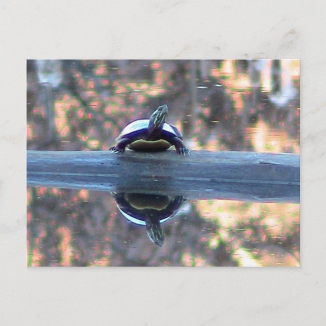 Schildkröte im Teich-Postkarte Postkarte (Vorderseite)
