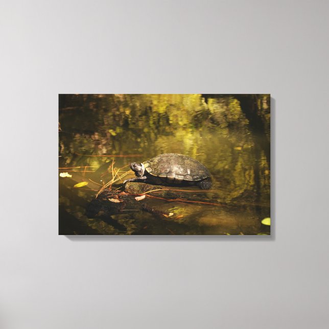 Schildkröte in natürlicher Umgebung - Canvas Print Leinwanddruck (Vorderseite)