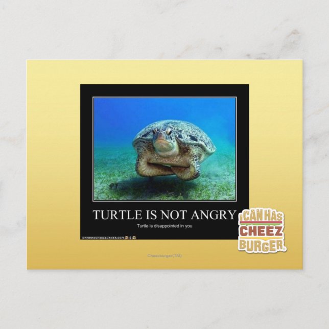 Schildkröte ist nicht wütend postkarte (Vorderseite)