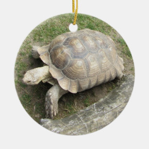 Schildkröte Keramik Ornament
