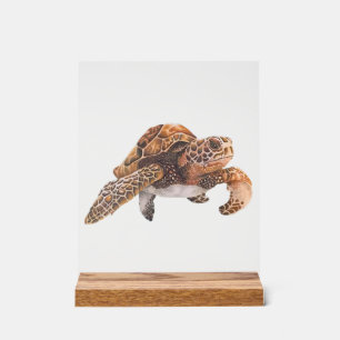 Schildkröte Kopie Kopie Kopie Kopie Kopie Kopie Ko Acrylschild