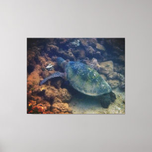 Schildkröte Leinwanddruck