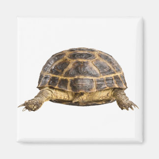 Schildkröte Magnet