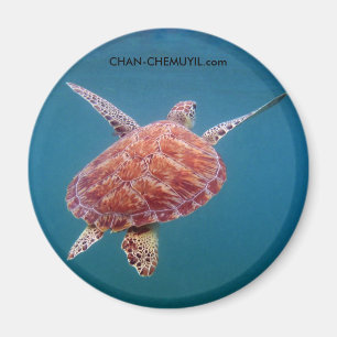 Schildkröte-Magnet Magnet